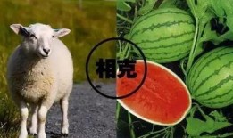 娱乐圈吃瓜羊了个羊,揭秘明星们的“羊群效应”